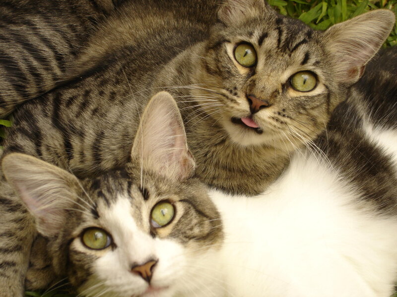 Two Tabby Cats — Brown, Calm, Afternoon, Photograph, Grass