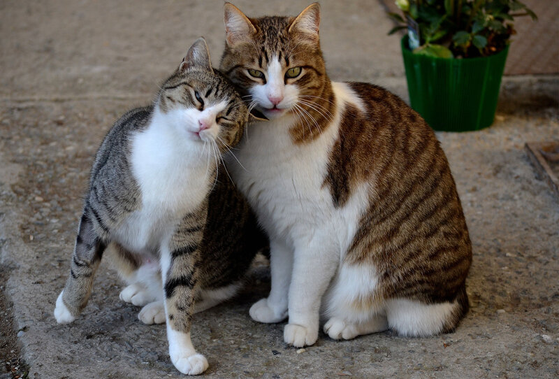 Two Tabby Cats — Brown, Calm, Afternoon, Photograph, Potted Plant