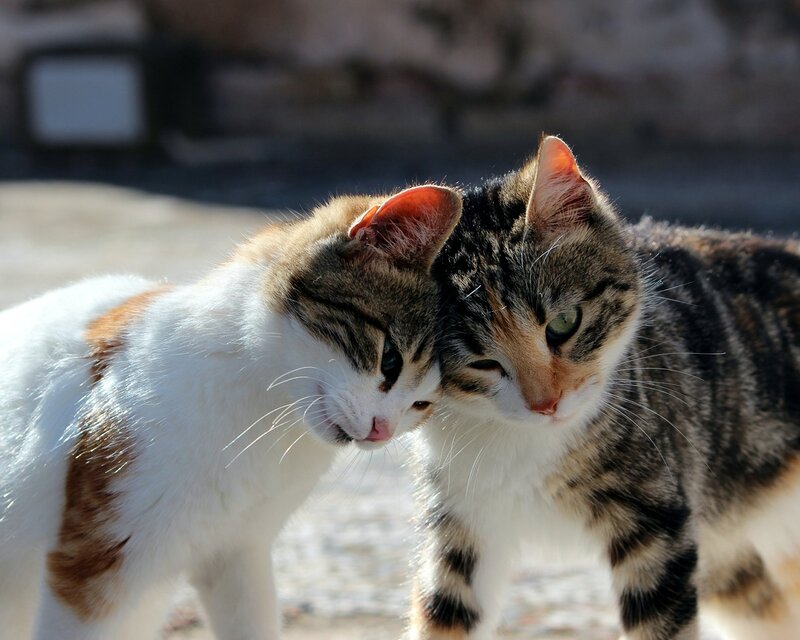 Two Tabby Cats — Brown, Calm, Afternoon, Photograph, Sunlight