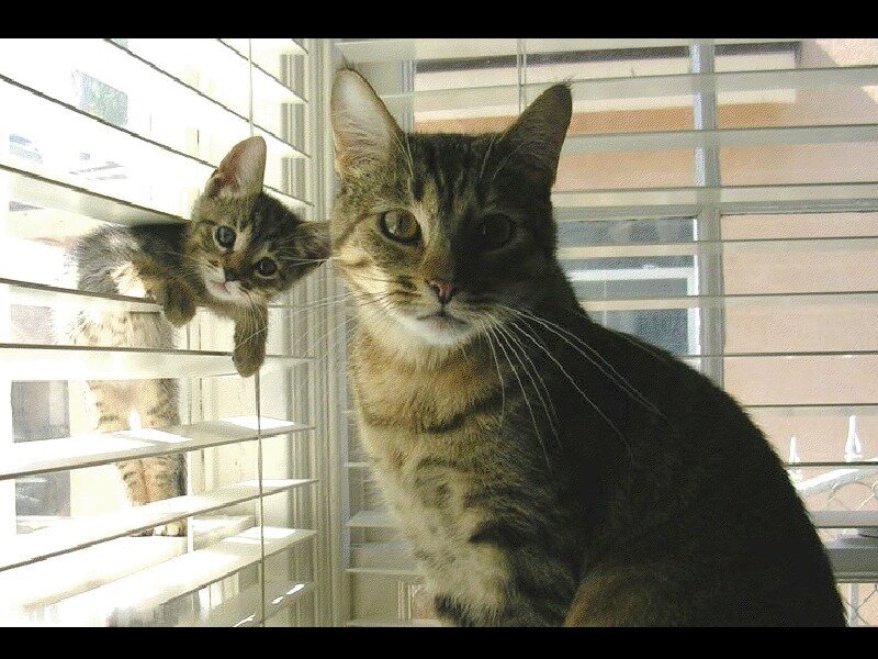 Two Tabby Cats — Brown, Calm, Afternoon, Photograph