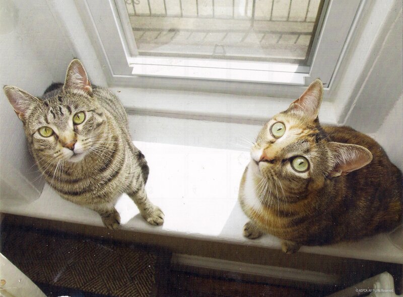 Two Tabby Cats — Brown, Calm, Afternoon, Photograph, Window