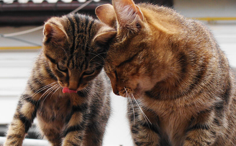 Two Tabby Cats — Brown, Calm, Afternoon