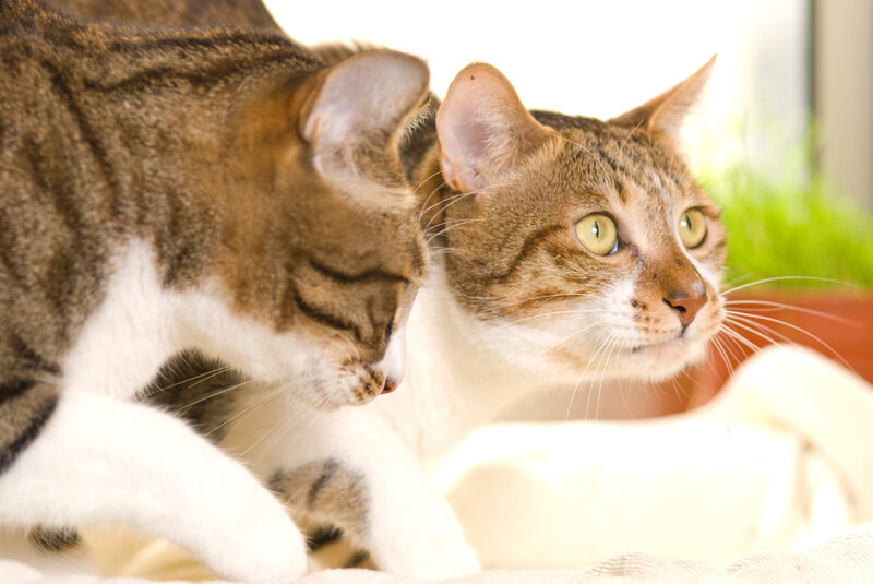 Two Tabby Cats — Brown, Calm, Morning, Photograph