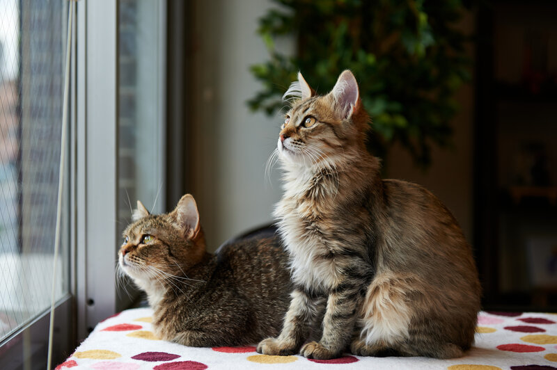 Two Tabby Cats — Brown, Calm, Morning
