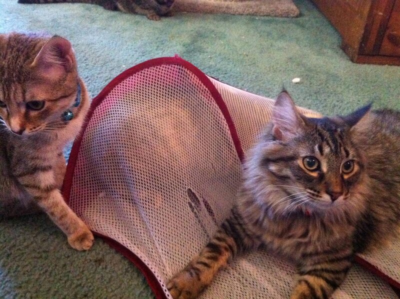 Two Tabby Cats — Brown, Calm, Photograph, Cat