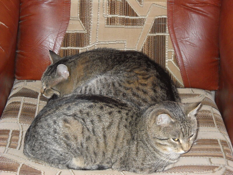 Two Tabby Cats — Brown, Calm, Photograph, Couch