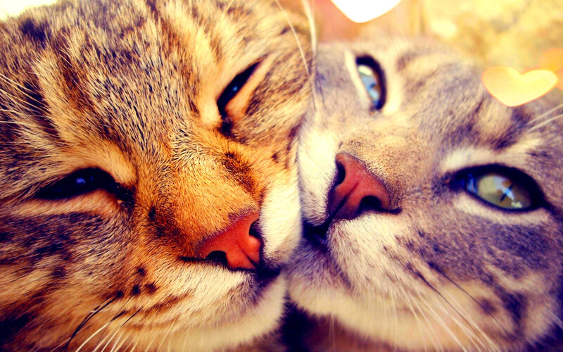 Two Tabby Cats — Brown, Calm, Photograph, Heart Shape