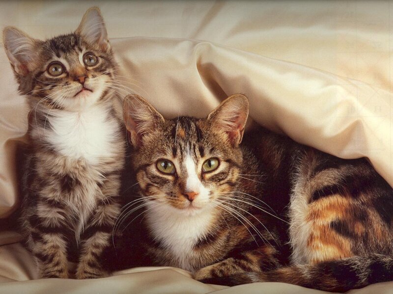 Two Tabby Cats — Brown, Calm, Photograph