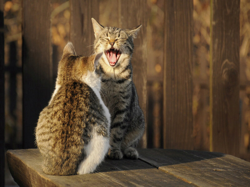 Two Tabby Cats — Brown, Calm, Sunset