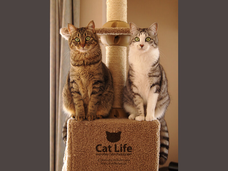 Two Tabby Cats — Brown, Calm
