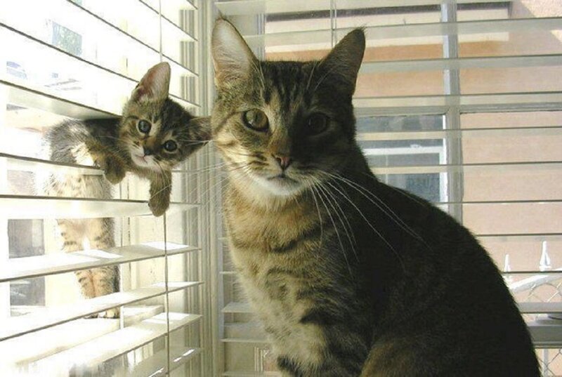Two Tabby Cats — Brown, Curious, Afternoon