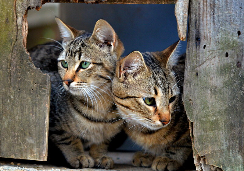 Two Tabby Cats — Brown, Curious, Photograph