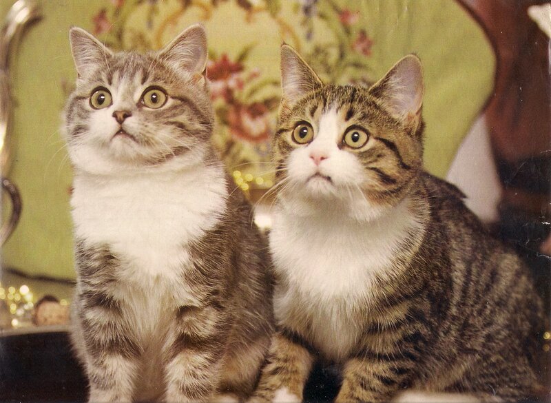Two Tabby Cats — Brown, Curious