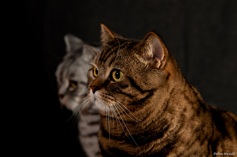 Two Tabby Cats — Brown, Dramatic
