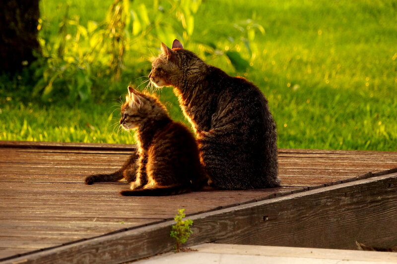 Two Tabby Cats — Brown, Serene