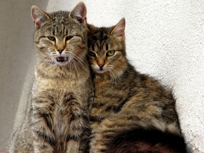 Two Tabby Cats — Brown