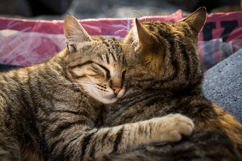 Two Tabby Cats Cuddling