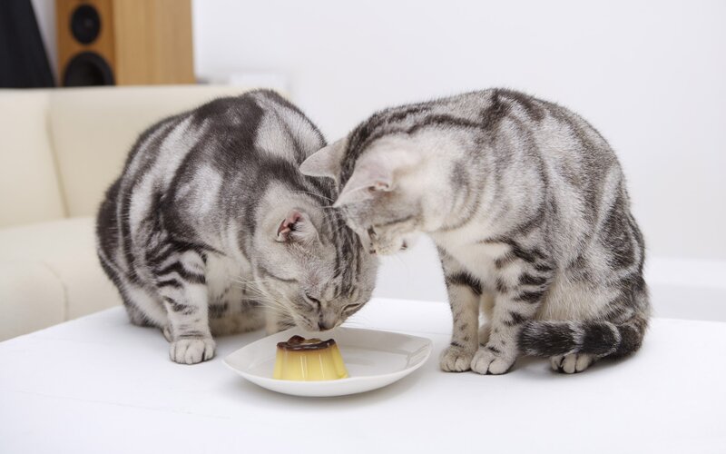 Two Tabby Cats Eating — White