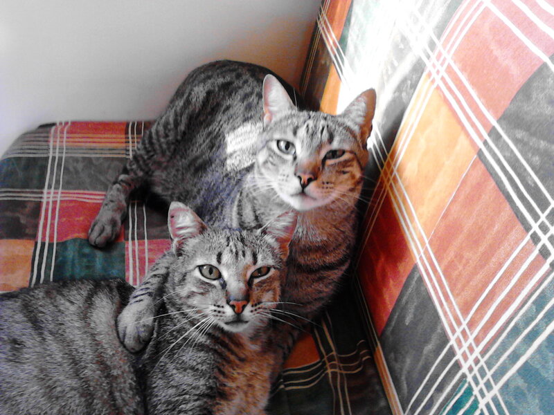 Two Tabby Cats — Gray, Calm, Afternoon, Photograph, Couch