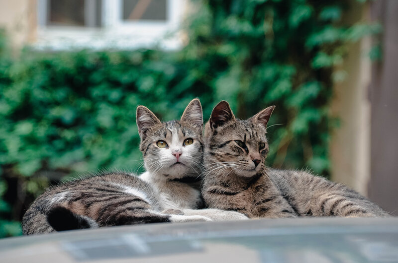 Two Tabby Cats — Gray, Calm, Afternoon, Photograph, Green Foliage