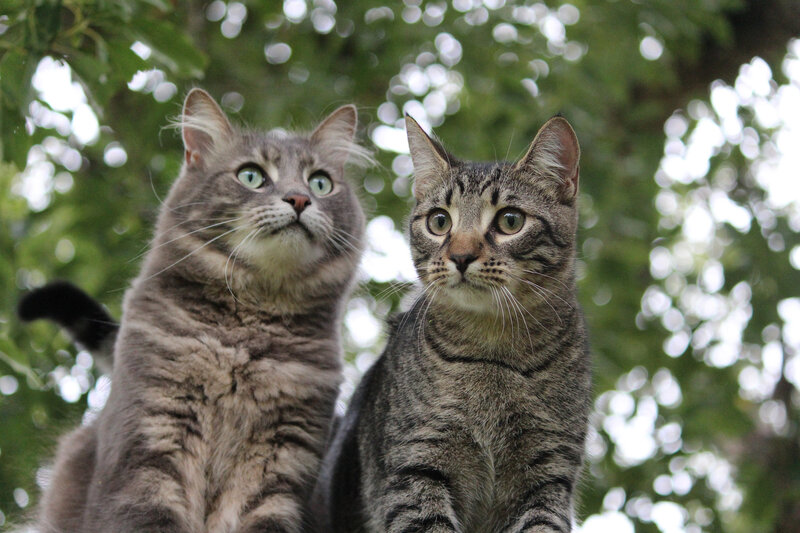 Two Tabby Cats — Gray, Calm, Afternoon, Photograph