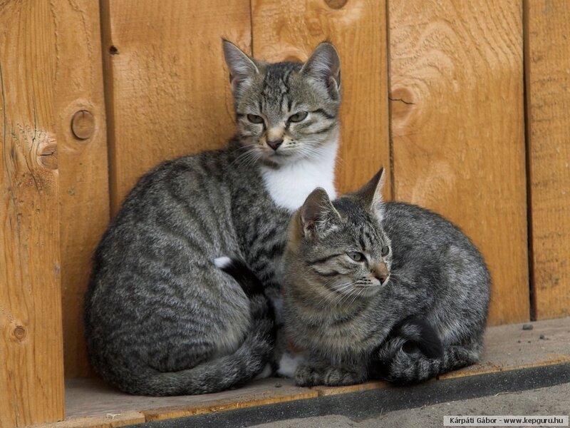 Two Tabby Cats — Gray, Calm, Afternoon