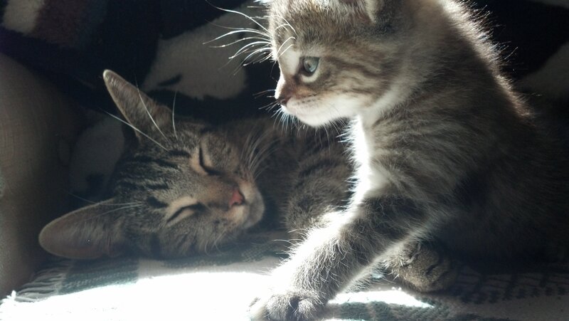Two Tabby Cats — Gray, Calm, Morning