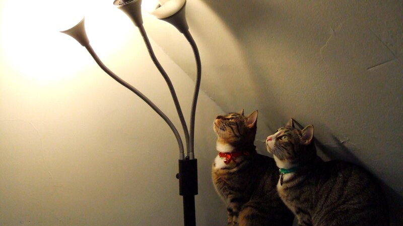 Two Tabby Cats — Gray, Calm, Night