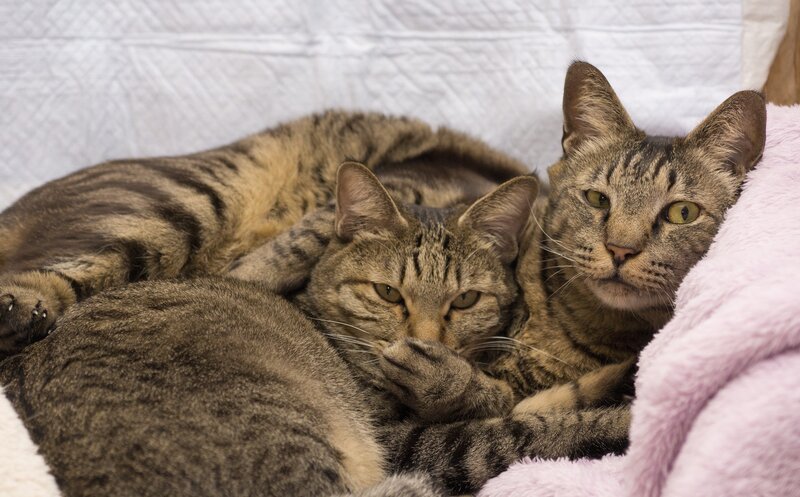 Two Tabby Cats — Gray, Calm, Photograph, Blanket
