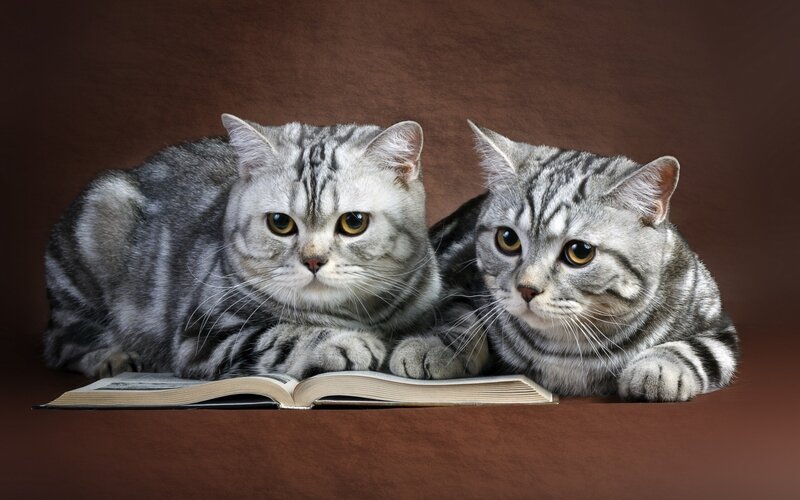 Two Tabby Cats — Gray, Calm, Photograph, Book
