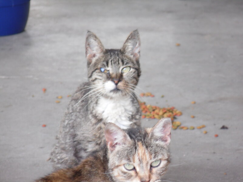 Two Tabby Cats — Gray, Calm, Photograph, Cat Food
