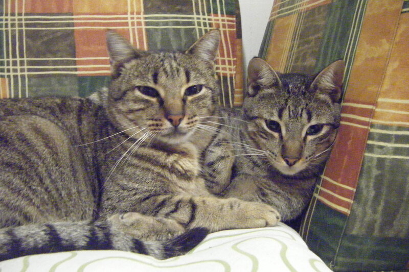 Two Tabby Cats — Gray, Calm, Photograph, Couch