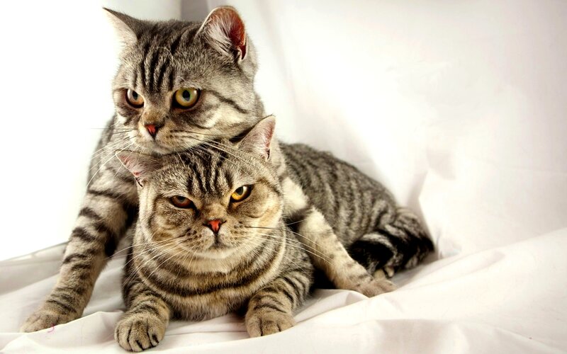 Two Tabby Cats — Gray, Calm, Photograph, White Fabric