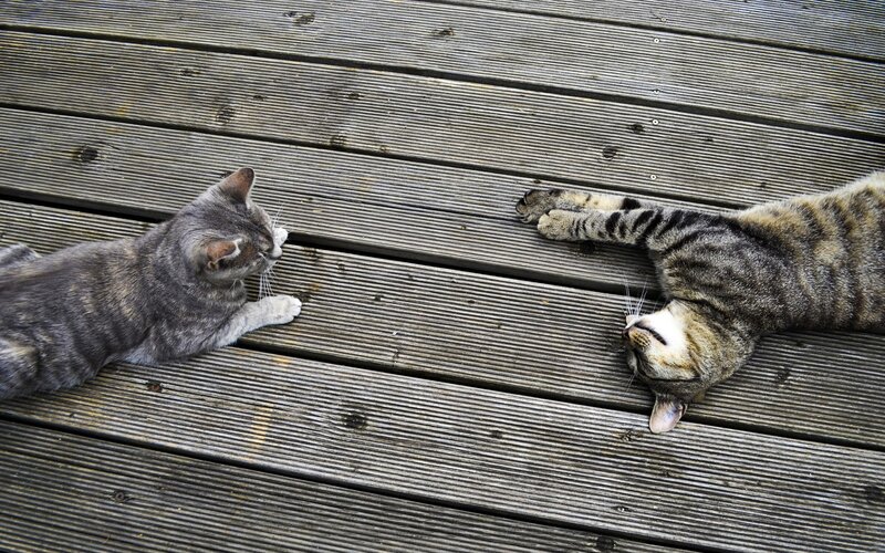 Two Tabby Cats — Gray, Calm, Photograph, Wooden Deck, Brown, Black