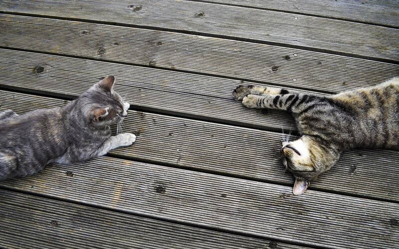Two Tabby Cats — Gray, Calm, Photograph, Wooden Deck