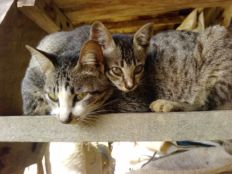 Two Tabby Cats — Gray, Calm, Photograph, Wooden Structure