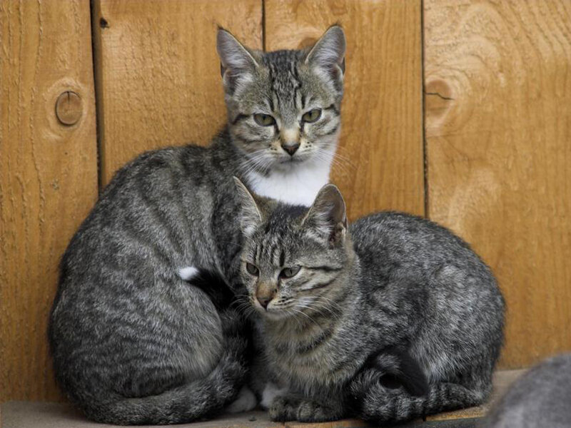 Two Tabby Cats — Gray, Calm, Photograph, Wooden Wall