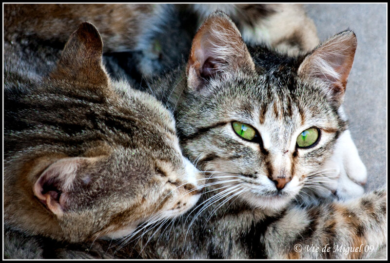 Two Tabby Cats — Gray, Calm