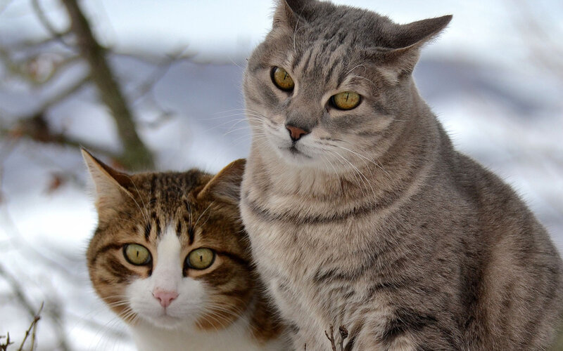 Two Tabby Cats — Gray, Calm, Winter