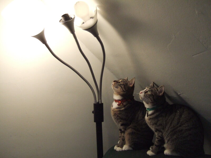 Two Tabby Cats — Gray, Curious