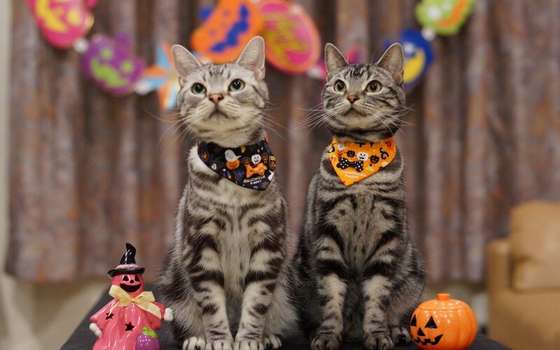 Two Tabby Cats — Gray, Festive, Photograph