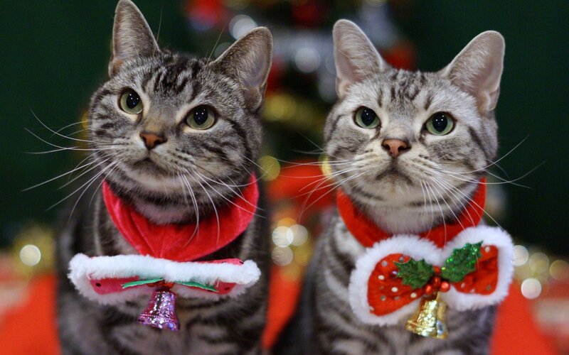 Two Tabby Cats — Gray, Festive