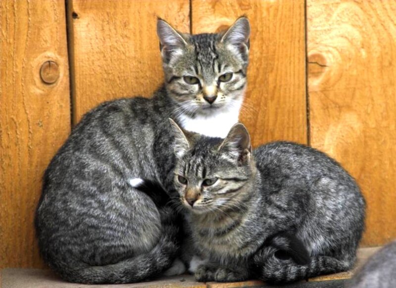 Two Tabby Cats — Gray
