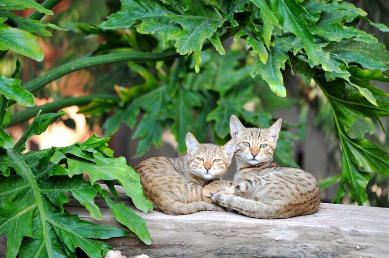 Two Tabby Cats — Green, Calm