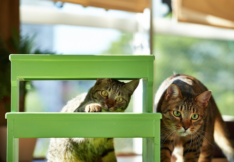 Two Tabby Cats — Green
