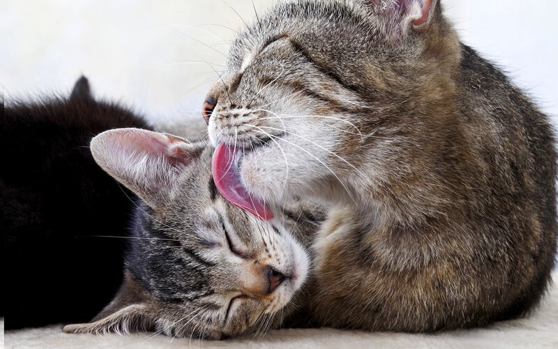 Two Tabby Cats Grooming — Brown, Calm