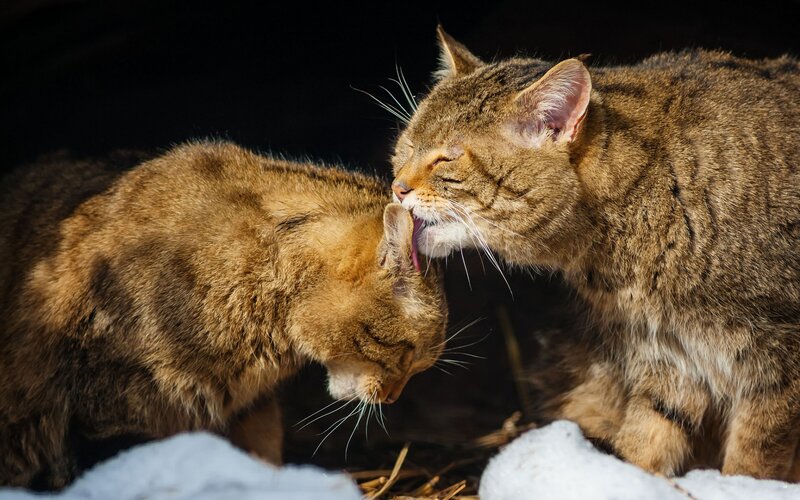 Two Tabby Cats Grooming — Brown, Calm, Winter