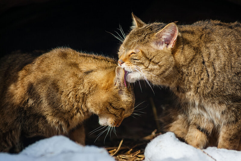 Two Tabby Cats Grooming — Brown, Intimate