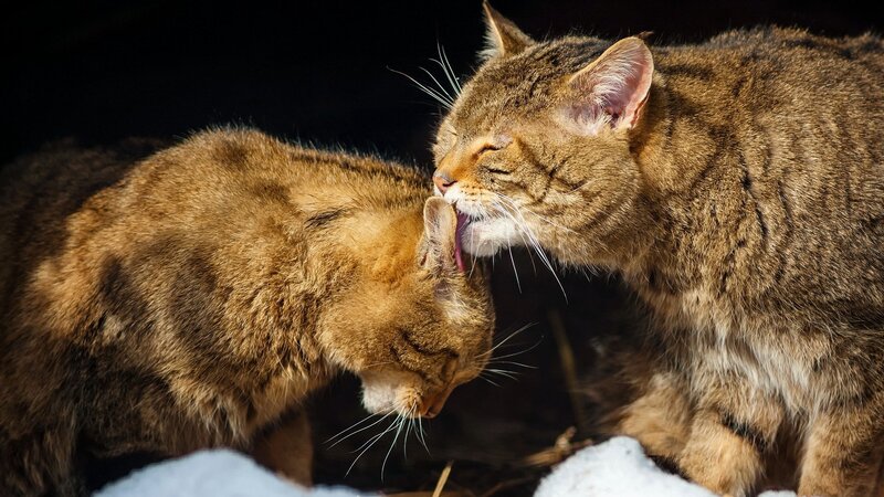 Two Tabby Cats Grooming — Brown, Intimate, Winter