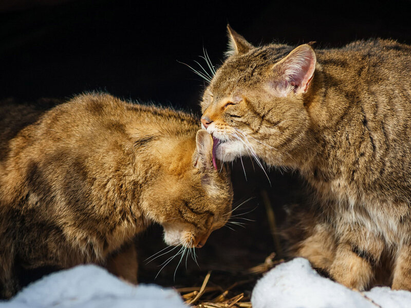Two Tabby Cats Grooming — Brown